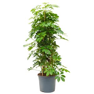 Schefflera arboricola pyramis kamerplant